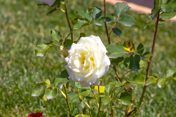 White Rose. Bloom, blossom. Rose on green natural background. Flower. Plant.