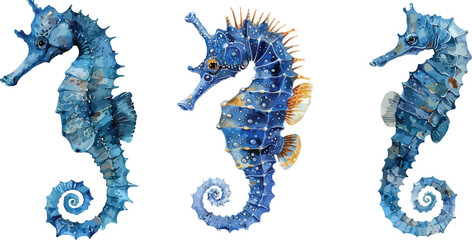seahorse watercolor clipart
