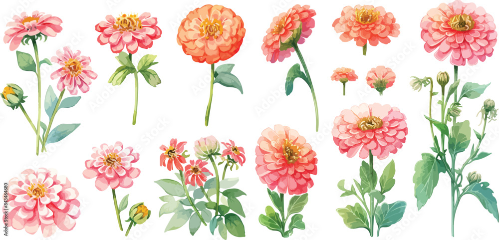 Wall mural zinnia elegans flower watercolor clipart
