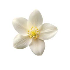 Jasmine top view Isolated on transparent background
