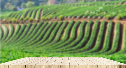 Empty wooden decking, strawberry farm background