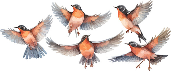 american robin bird watercolor clipart
