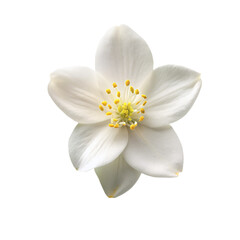 Fototapeta premium Jasmine top view Isolated on transparent background