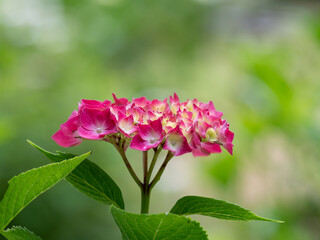 美しい赤い紫陽花