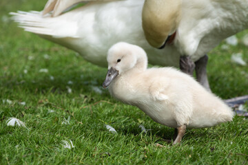 Portrait of a white mute swan (Cygnus olor) chick standing next to its mother