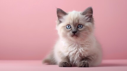 A fluffy Ragdoll kitten on a solid light pink background with space above for text