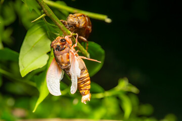 freshly fledged cicadas hanging on leaves at horizontal composition