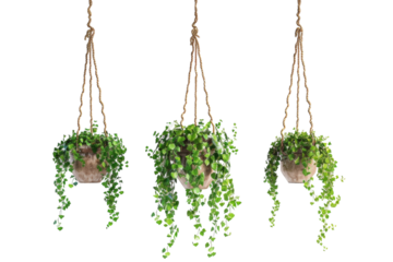 Authentic Representation of Hanging Plant Baskets Isolated On Transparent Background