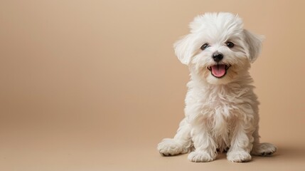 A happy Bichon Frise puppy sitting on a solid cream background with space above for text
