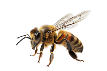 Honeybee Uncovered: True Depiction Isolated On Transparent Background