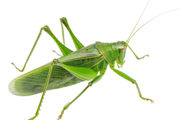 Katydid: Authentic Visual Isolated On Transparent Background