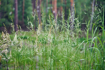 trawa  © Marcin Łazarczyk