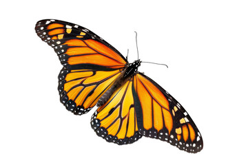 Fototapeta premium Monarch Butterfly Isolated On Transparent Background