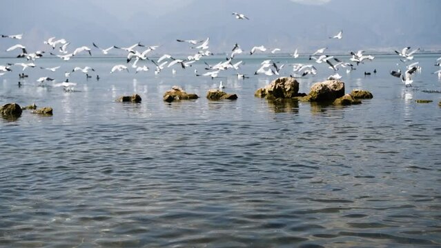 A group of red-billed gulls at Erhai Lake in Dali, Yunnan