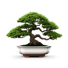 Bonsai Tree in Vase on White Background