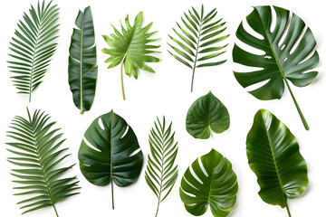 Fototapeta premium Set of Tropical leaves isolated on white background