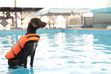 Dog rescuer wearing life vest in swimming pool outdoors