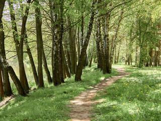 Path among birches in spring forest