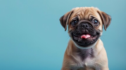 A happy Pug puppy sitting on a solid lavender blue background with space above for text