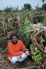  Indian Farmer Surveying Crop Destruction After Natural Disaster.