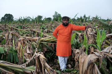  Indian Farmer Surveying Crop Destruction After Natural Disaster.