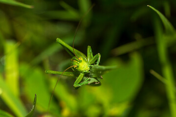 grasshopper on a leaf