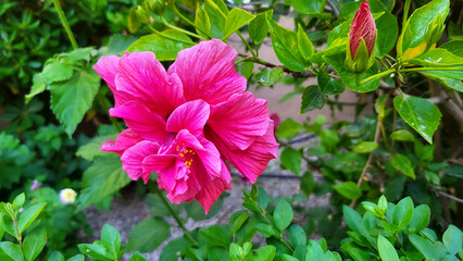 Bright large flower of Chinese hibiscus (Hibiscus rosa-sinensis) on green garden background. China rose or Hibiscus hawaiian plant in sunlight. Nature concept for design.