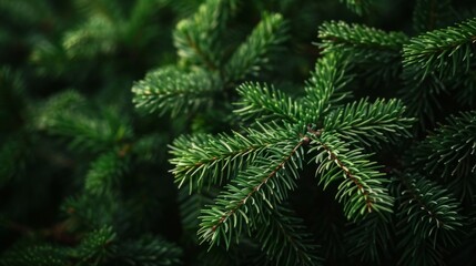 Close-up of lush green fir tree branches, embodying the festive spirit of Christmas.