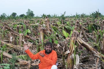  Indian Farmer Surveying Crop Destruction After Natural Disaster.