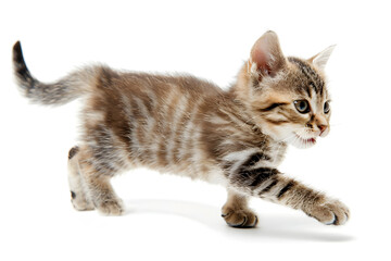 Obraz premium Playful kitten, running, playing isolated over white background