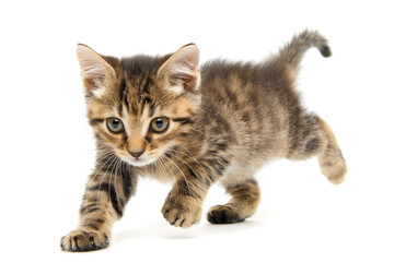 Obraz premium Playful kitten, running, playing isolated over white background