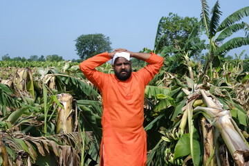  Indian Farmer Surveying Crop Destruction After Natural Disaster.