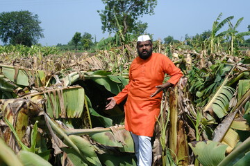  Indian Farmer Surveying Crop Destruction After Natural Disaster.