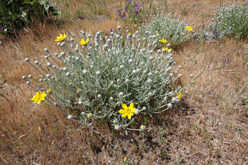 Closeup on the yellow flowering common woolly sunflower, Eriophyllum lanatum at the Columbia river...