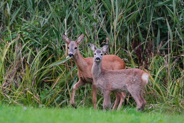A beautiful  doe with her cub stands in the grass. Capreolus capreolus. 