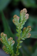 Close-up view of Selaginella tenuissima Fée, showcasing its delicate, feathery leaves and intricate texture, highlighting its unique botanical features and vibrant green hues.