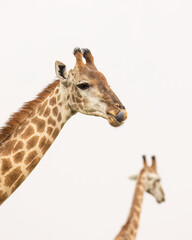 portrait of two giraffes at different distances in a high key photograph taken on a misty, overcast and rainy day in a game reserve in South Africa