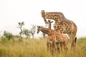 Three wet giraffes on a rainy day with an adult female, in charge of the cute young giraffes, busy nuzzling one calf which is enjoying it in African grassland in a game reserve in South Africa. © Shirley and Johan