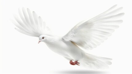 Fototapeta premium A white dove in flight with wings spread, isolated on a transparent background.
