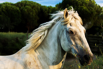 White horse