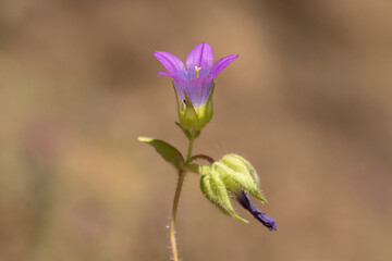Barren bellflower (Campanula strigosa) in May
