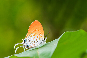 Close-up of beautiful colorful butterflies , Common Posy 