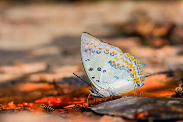 Close-up of beautiful colorful butterflies , Jewelled Nawab Polyura delphis.