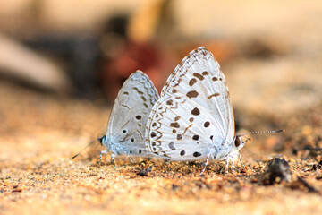 Close-up of beautiful colorful butterflies 