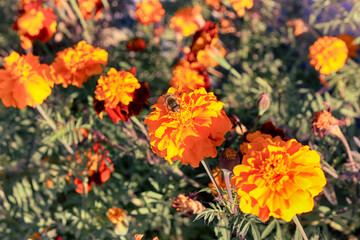 background of garden plants with yellow orange flowers
