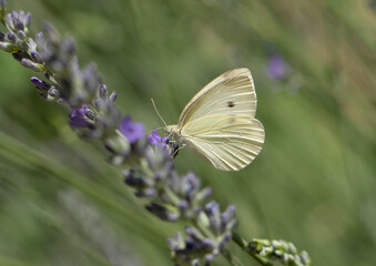 A small white (Pieris rapae) butterfly feeding on levander 