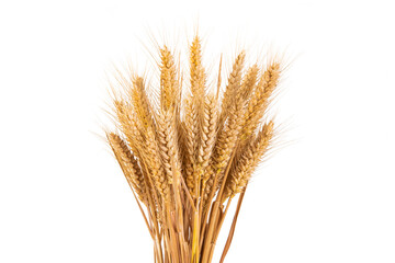 Fototapeta premium bunch of ripe golden wheat ears isolated on white background.
