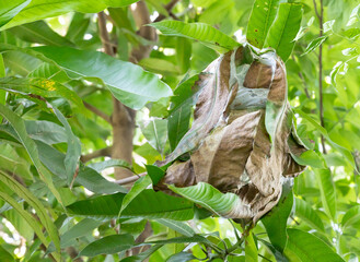 Asian weaver ant nests are made from leaves bonded with a substance from red ant larvae, which has the properties of waterproofing and adhesion to leaves. Green ant nests on trees.