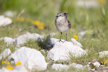 Flora and fauna of high altitude, the water pipit (Anthus spinoletta)  passerine bird which breeds in the mountains of Southern Europe.