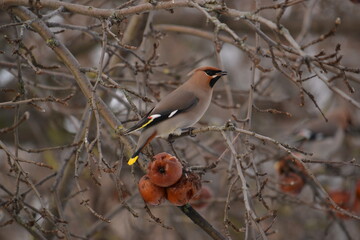 The bird is a waxwing on a tree.